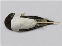 藏品(白腹鰹鳥)的圖片